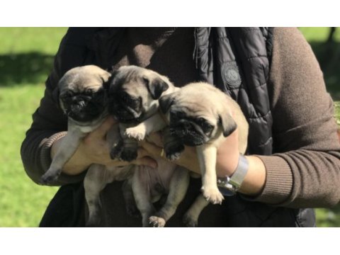 A kalite pug mops bebekler