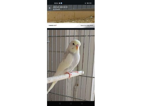 Çıtır çıtır muhabbet kuşlar
