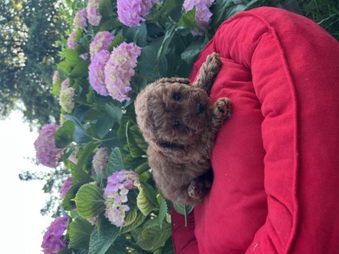 Orjinal minyatür toy poodle yavrular