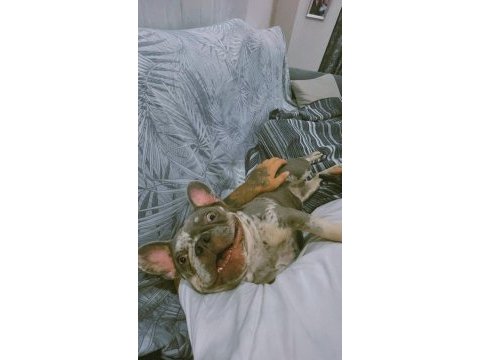 Çiftleşmek için erkek french bulldog aday arıyoruz