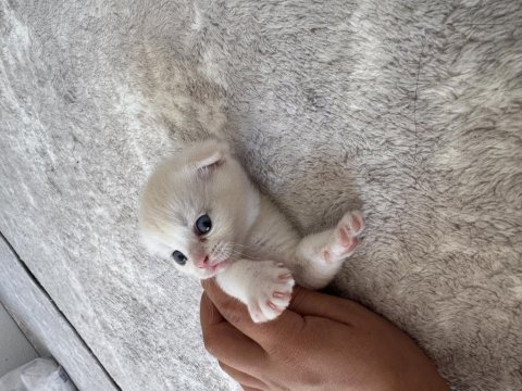 Yuva arayan minik bebek scottish fold