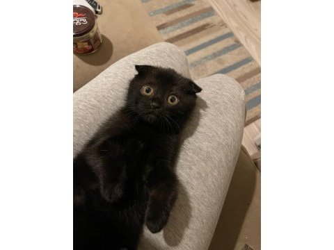 Scottish fold