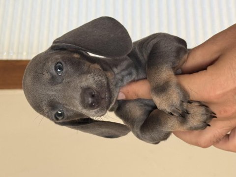 Mini boy özel dachshund bebeğimiz aşılı garantili