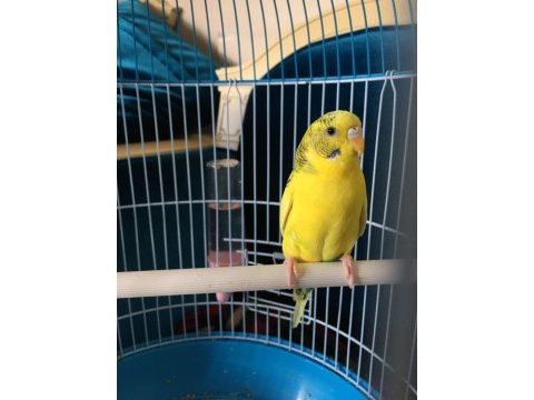 Erkek ve dişi yavru muhabbet kuşu