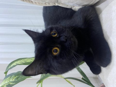 Siyah british shorthair