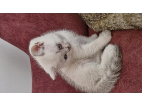 Bursa yavru british shorthair uygun aileye