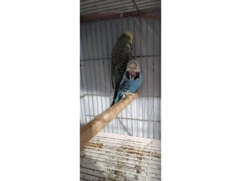 2 takım show jumbo muhabbet kuşu