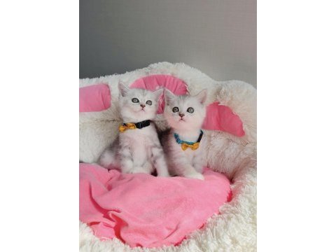 A kalite silver british shorthair bebeklerim 