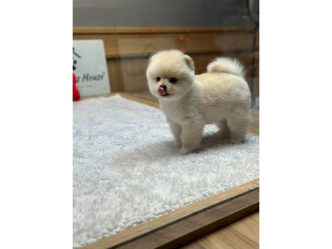 Pomeranian ırkının en iyilerini isteyenlere