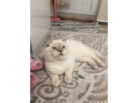 1 yaşında scottish fold erkek