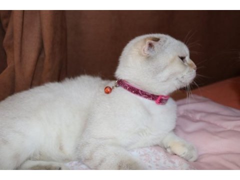 İzmir kedi sahiplendirilcektir