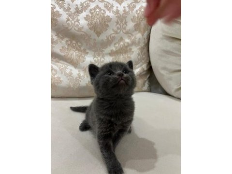 Yavru british shorthair kedimizi sahiplendirme