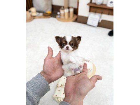 Longhair three color chihuahua