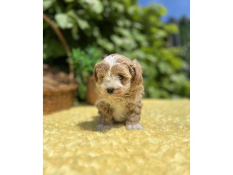 Harika güzellikte maltipoo yavrular