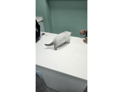 British shorthair blue point kedimiz