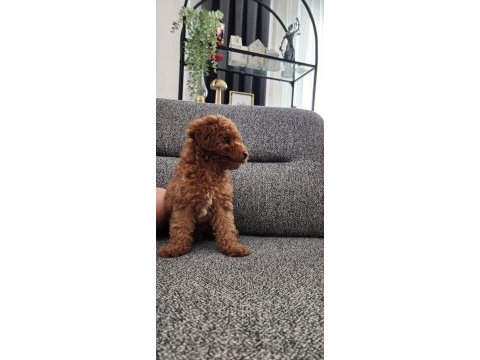 Scr li anne babadan toy poddle yavruları