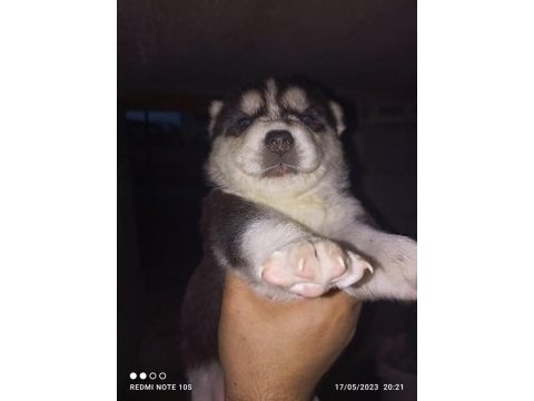 Husky sibirya kurdu yavruları