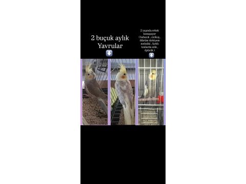2 buçuk aylık eğitmelik sultan papağanı
