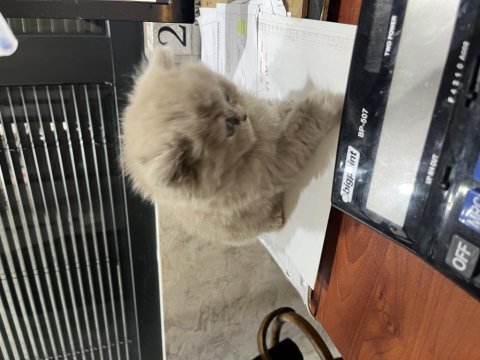 Erkek lilac british longhair yavru