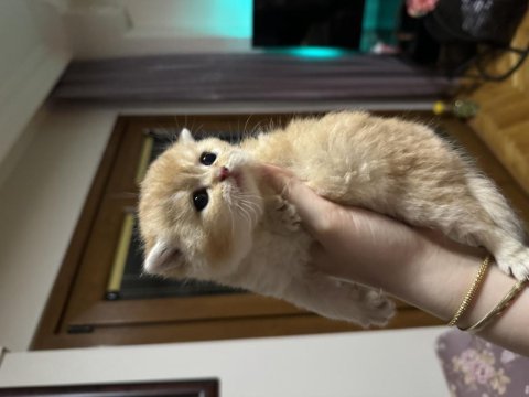 Ny 12 scottish fold yavrularımız
