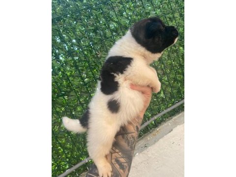 Akita yavrularımız