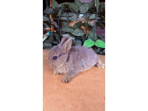 Hollanda lop ve cüce tavşanlar