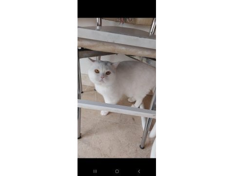 Beyaz british shorthair