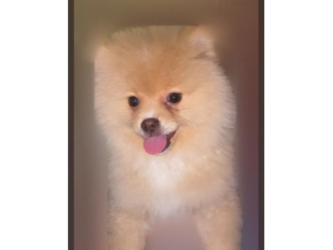 Wc eğitimli pomeranian boo dişi