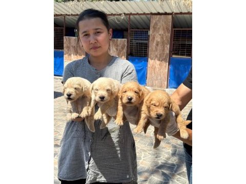 Golden retriever yavrularımız