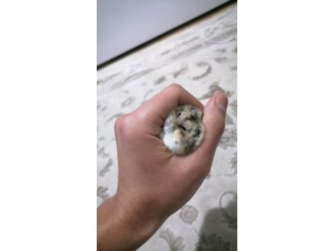 Ailenizin sevimli hamster tontonu
