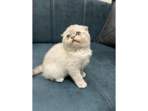 Dünya tatlısı scottish fold yavrularımız