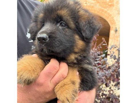 Alman çoban köpeği yavruları 