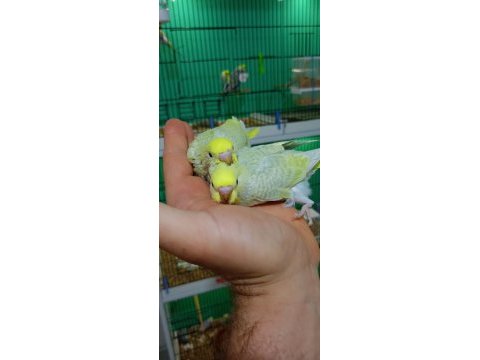 Rainbow muhabbet kuşu yavrular
