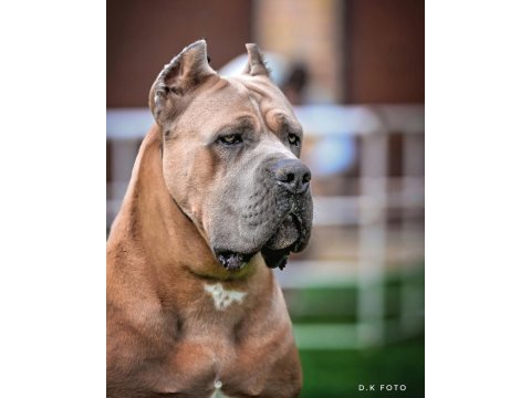Orjinal cane corso formantino yavrularımız