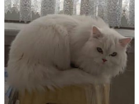 British longhair dişi