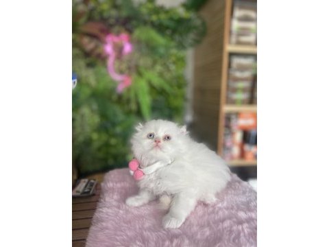 Şu chinchilla yavrumun nadideliğine bakın