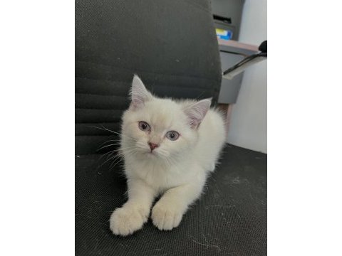4 aylık dişi british longhair