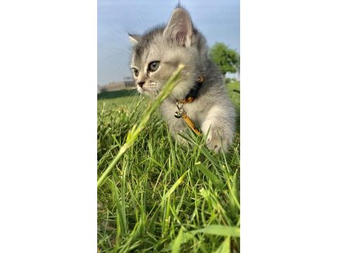 4 aylık scottish fold