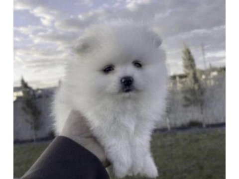 Beyaz pomeranian boo