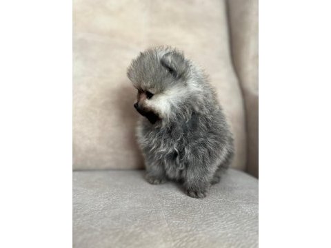 Orjinal ayı suratlı pomeranian yavruları