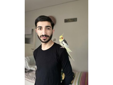 6 aylık sultan papağanı