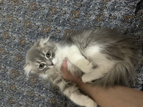 Scottish fold longhair yavru