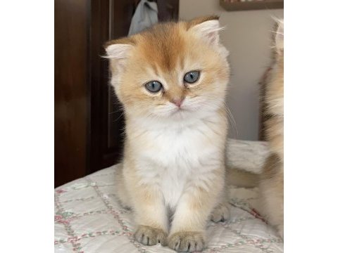 Full şecereli golden ny12 scottish fold oğlumuz