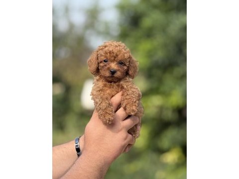 Premıum toy poodle bebekler 
