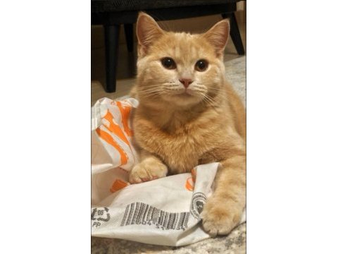 British shorthair bebeğimiz