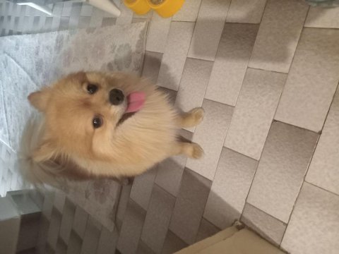 Çok tatlı pomeranian 1,5 yaşında