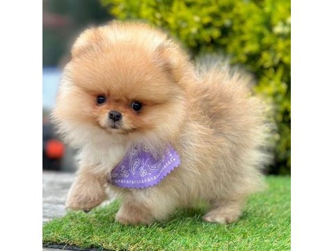 Sevimli pomeranian boo yavrularımız