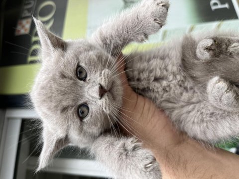 2-3 aylık yavru kediler british longhair ve shorthair