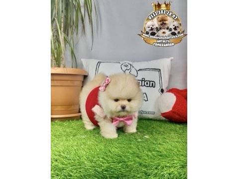 Antalya ayı surat pomeranian boo yavruları