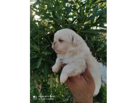Safkan ve uygun pekinez bebekler